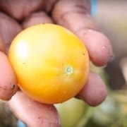 Cape Town Mrs. Masuki's Garden Video